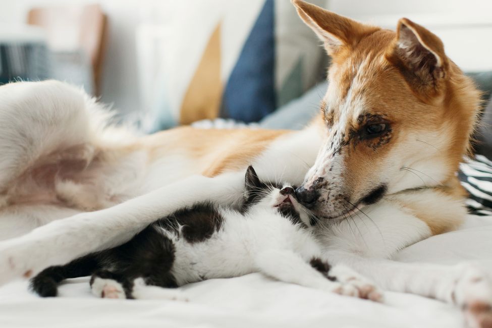 Hund und Katze
