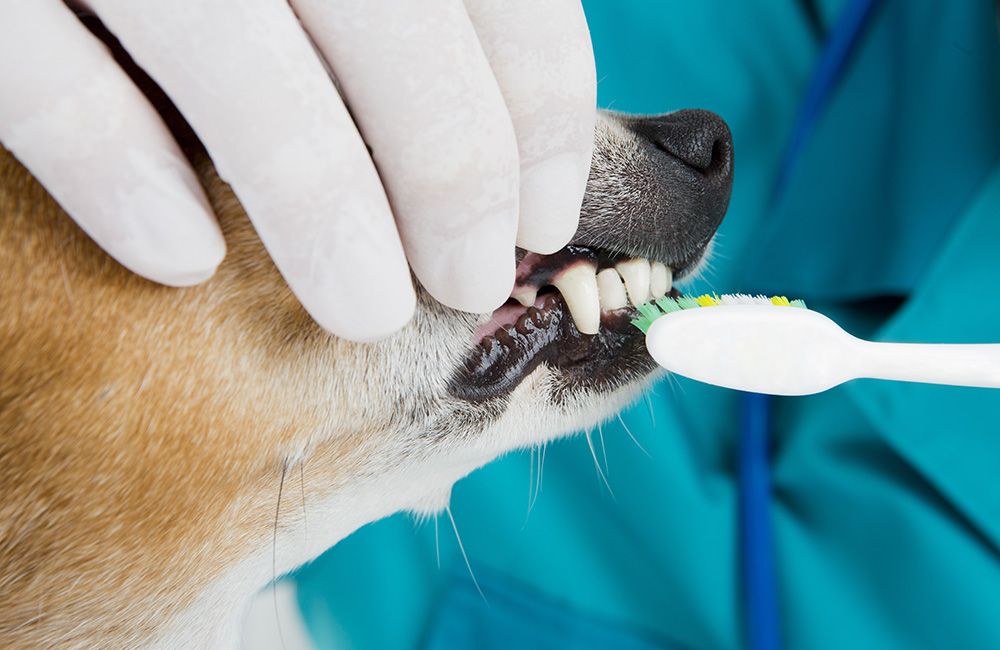 kreuzbandriss hund unbehandelt