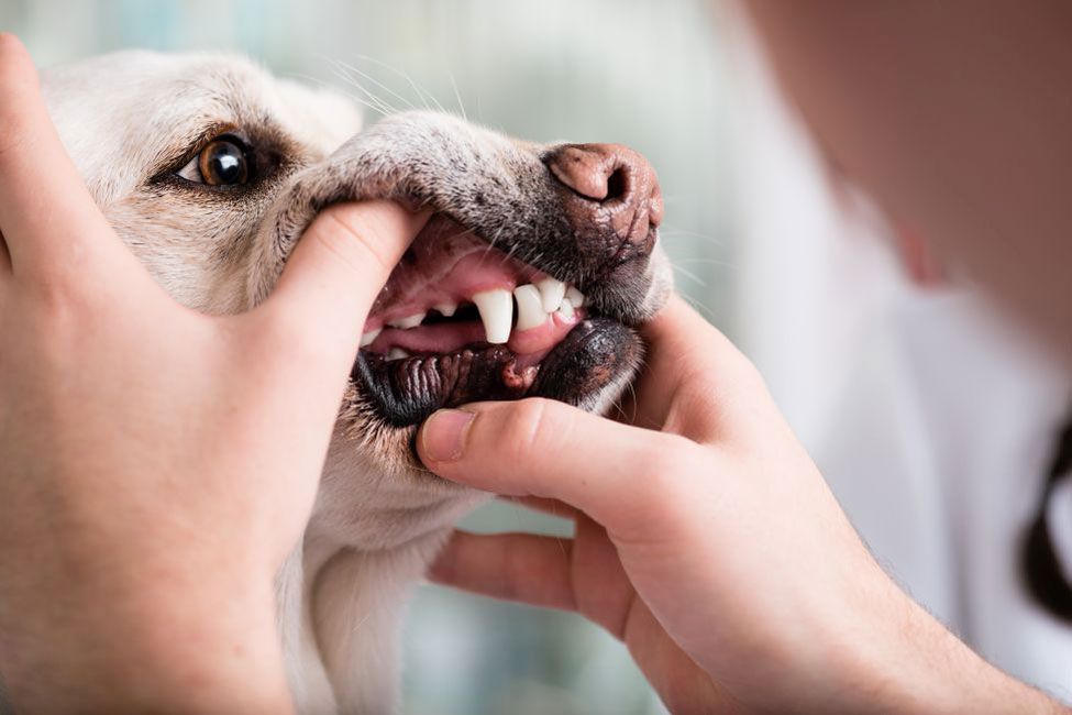Zahnpflege bei Hund