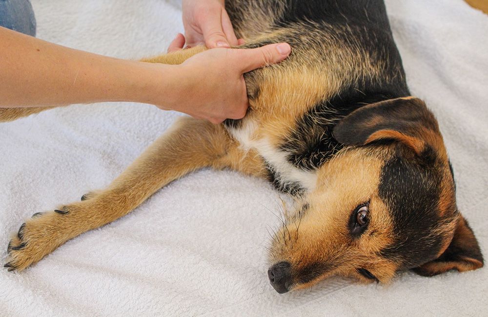 Hund wird behandelt